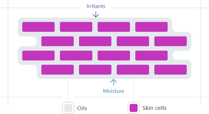 Diagram showing skin cells and oils keeping moisture in and irritants out