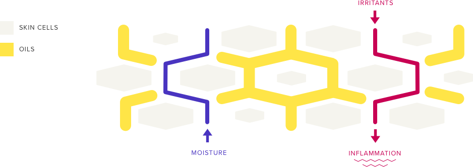 skin-cells